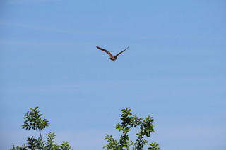Falco tinnunculus