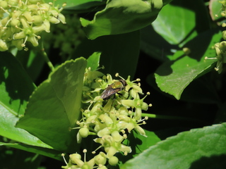 Strongyloneura prasina