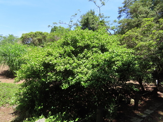 Euonymus fortunei