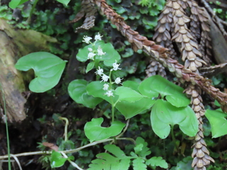 Maianthemum dilatatum