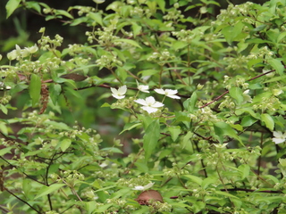 Hydrangea luteovenosa