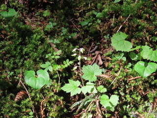 Tiarella polyphylla