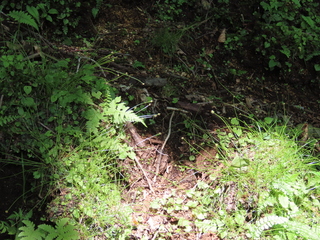 Carex fulta