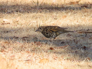 Zoothera aurea