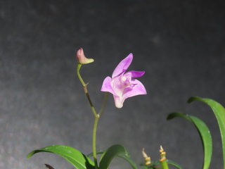 Dendrobium kingianum