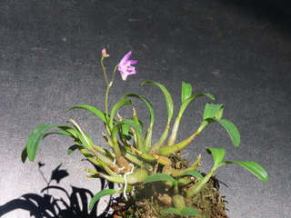 Dendrobium kingianum