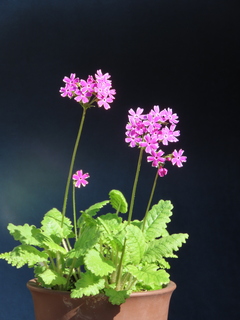 Primula sieboldii