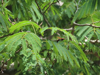 Oreumenes decoratus