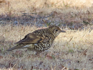 Zoothera aurea