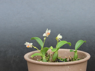 Eria japonica