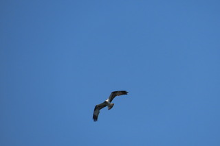 Pandion haliaetus