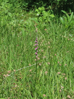 Spiranthes sinensis