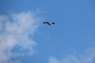 Pandion haliaetus
