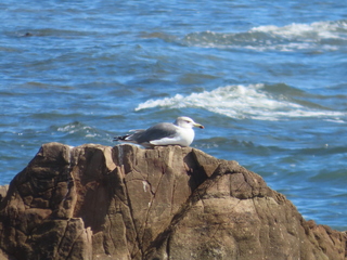 Larus crassirostris