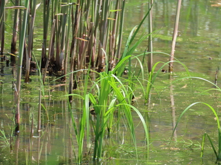 Bolboschoenus fluviatilis