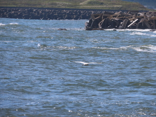 Egretta garzetta