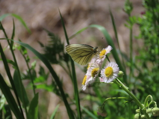 Pieris melete