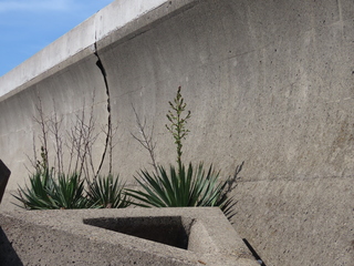 Yucca recurvifolia