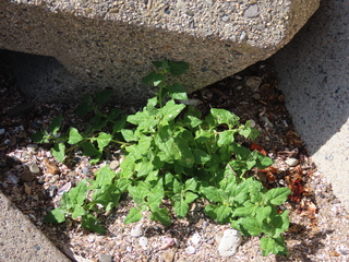 Tetragonia tetragonioides