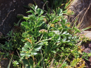 Cnidium japonicum
