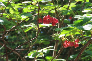 Enkianthus campanulatus var. rubicundus