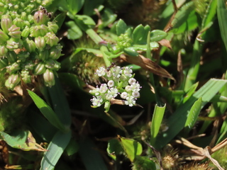 Cnidium japonicum