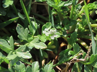 Cnidium japonicum