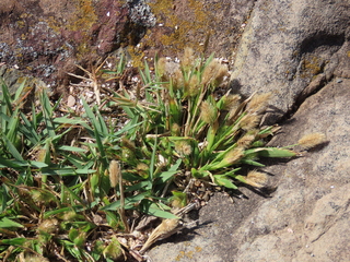 Setaria viridis var. pachystachys