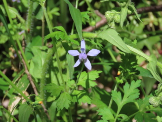 Delphinium anthriscifolium