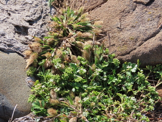 Setaria viridis var. pachystachys