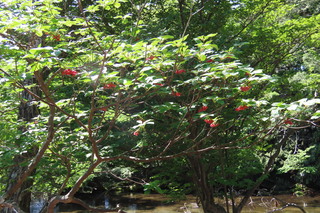 Enkianthus campanulatus var. rubicundus