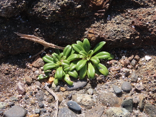 Lysimachia mauritiana?