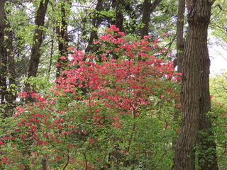 Rhododendron kaempferi