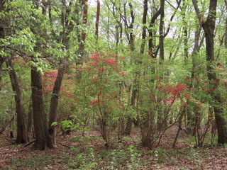 Rhododendron kaempferi