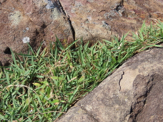 Zoysia japonica?