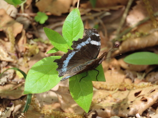 Broussonetia