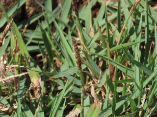 Zoysia japonica?