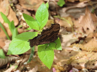 Broussonetia