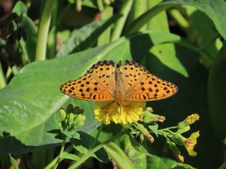 Argyreus hyperbius