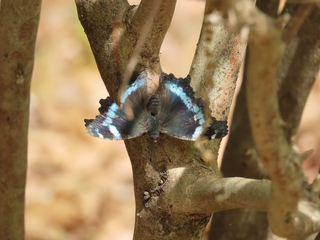 Kaniska canace