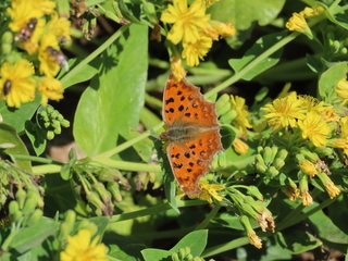 Polygonia c-aureum