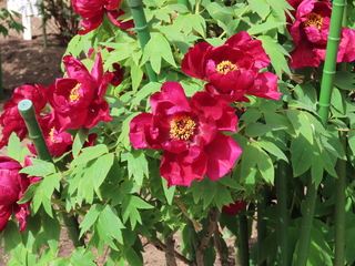 Paeonia suffruticosa