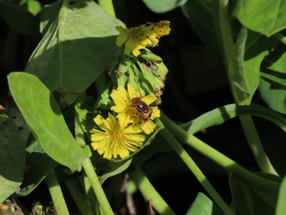 Eristalinus quinquestriatus