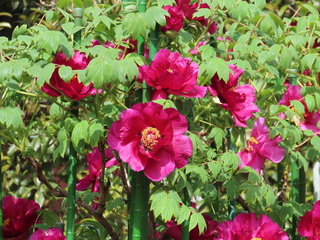 Paeonia suffruticosa