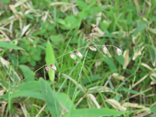 Melica nutans