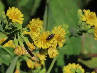 Stomorhina obsoleta