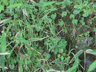 Luzula multiflora