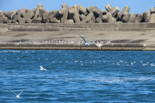 seabirds