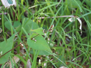 Polygonum suffultum