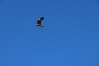 Milvus migrans